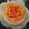 Box of Garden Rose Candlelight