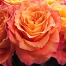 Box of Garden Rose Free Spirit