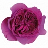 Box of Garden Rose Kate ® D.A.