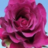 Box of Garden Rose Mamy Blue