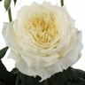 Box of Garden Rose Patience ® D.A.