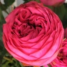 Box of Garden Rose Pink Piano