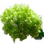 Box of Hydrangea Lime Green