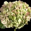 Box of Hydrangea Antique Green