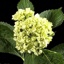 Box of Hydrangea Mini Green