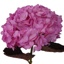 Box of Hydrangea Dark Pink