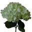 Box of Hydrangea White Premium