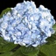Box of Hydrangea Blue Select