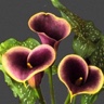 10st Mini Calla Ascari