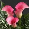 10st Mini Calla Auckland