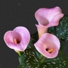 10st Mini Calla Aurora