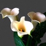10st Mini Calla Black Eye Beauty