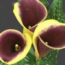 10st Mini Calla Captain Chelsea
