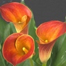 10st Mini Calla Captain Ibiza