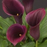 10st Mini Calla Captain Promise