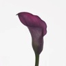 10st Mini Calla Captain Prado