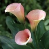 10st Mini Calla Captain Rosette
