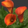 10st Mini Calla Captain Safari