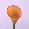 10st Mini Calla Captain Tendens
