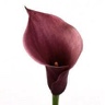 10st Mini Calla Chianti