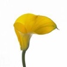 10st Mini Calla Conca D'or