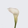10st Mini Calla Crystal Blush