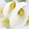 10st Mini Calla Crystal White