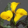10st Mini Calla Golden Star