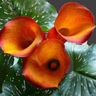 10st Mini Calla Hot Shot