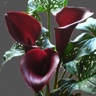 10st Mini Calla Majestic Red