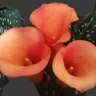 10st Mini Calla Mozart
