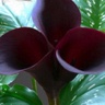 10st Mini Calla Naomi