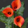 10st Mini Calla Orange Mango