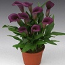 10 stem Mini Calla Paco