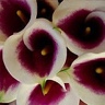 10st Mini Calla Picasso