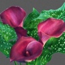 10st Mini Calla Pink Persuasion