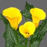 10st Mini Calla Pot of Gold
