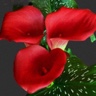 10st Mini Calla Red Sox