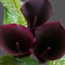 10st Mini Calla Renoir