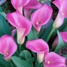 10st Mini Calla Rubylite Rose
