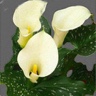 10st Mini Calla Sapporo