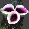 10st Mini Calla Vermeer