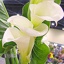 Box of White D-plate Calla pt.10