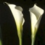 Box of White D-plate Calla pt.8