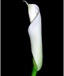 Box of White D-plate Calla pt.6
