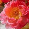 Box of Peony Coral Charm