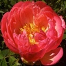 Box of Peony Coral Sunset