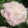 Box of Peony Gardenia