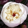 Box of Peony Immaculee