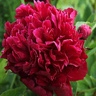 Box of Peony Inspecteur Lavergne